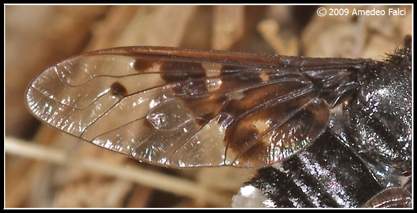 Dalla Sicilia Anthrax aethiops (Bombyliidae)